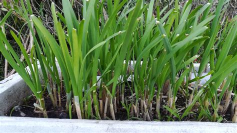 種韭菜|【園藝熱線】韭菜種植知多少：播種方法和生長環境